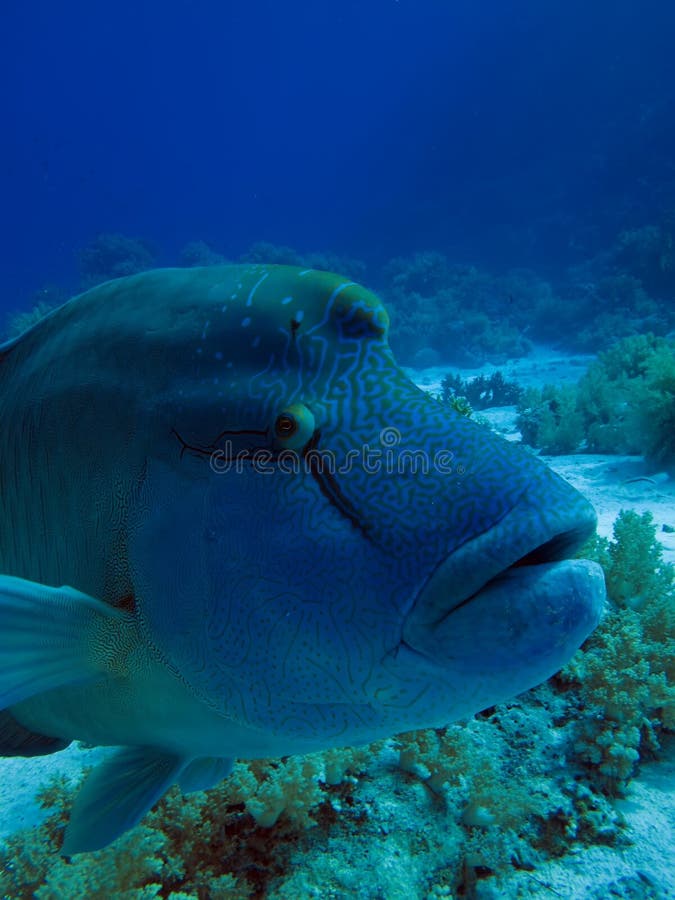 Napoleon Fish stock image. Image of maori, hump, fauna - 25482123