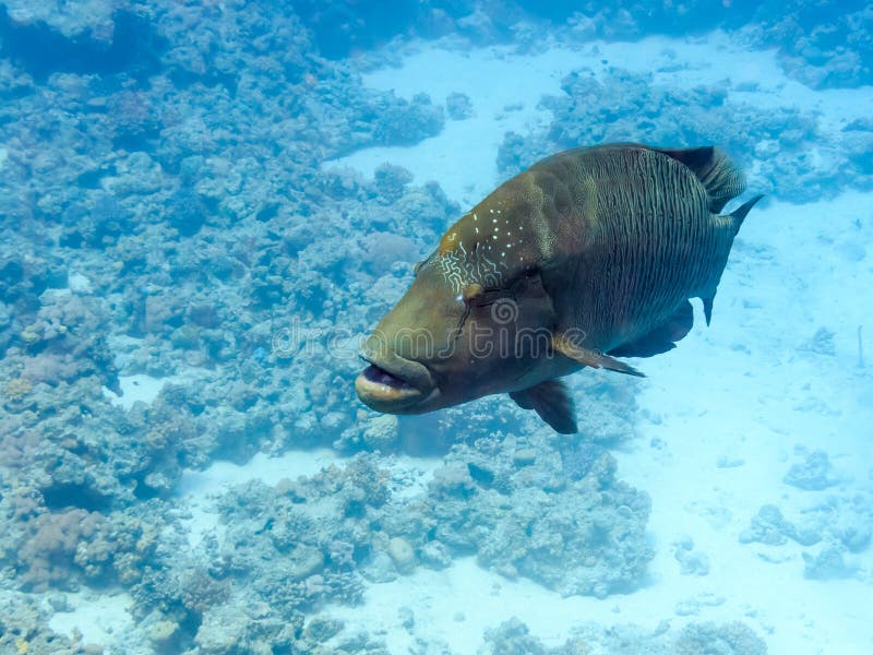 Napoleon Fish stock photo. Image of barrier, tourist - 36358384