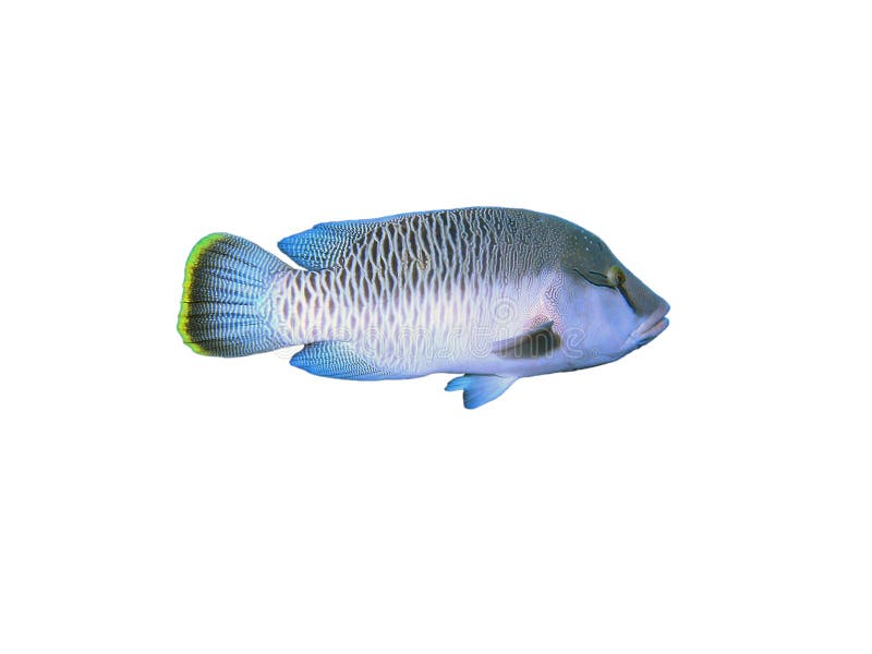 Napoleon Fish On White