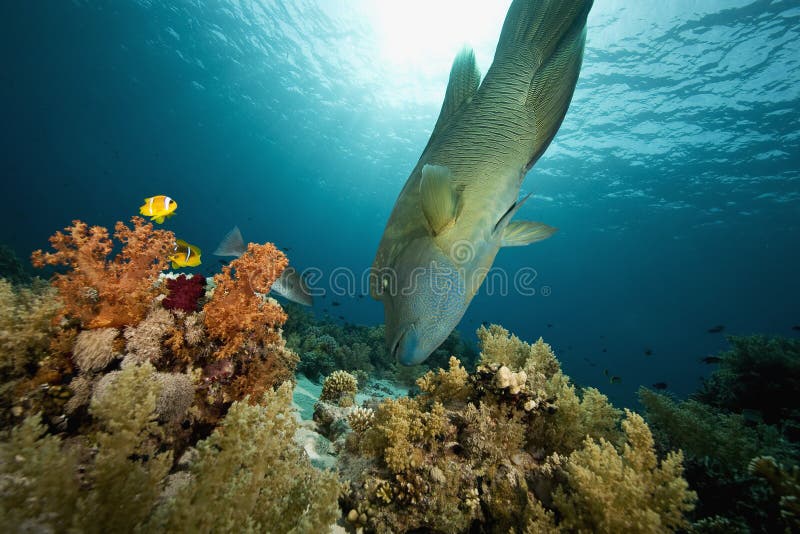 Napoleon wrasse (cheilinus undulatus)