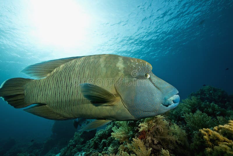 Napoleon wrasse (cheilinus undulatus)