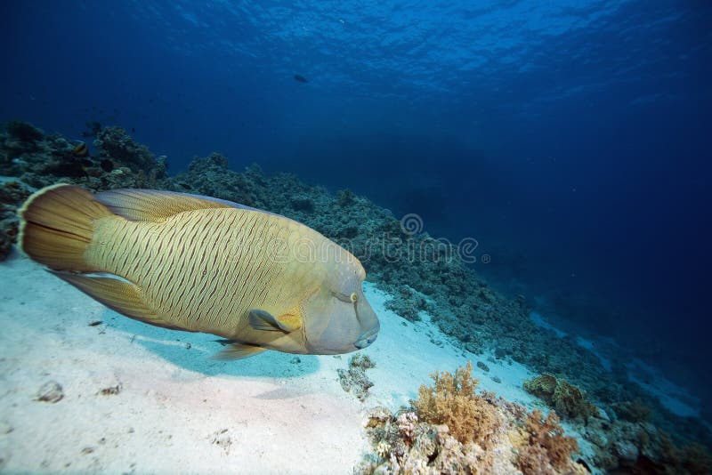 Napoleon wrasse (cheilinus undulatus)