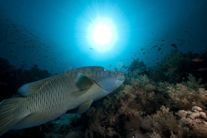 Napoleon wrasse and tropical underwater life.