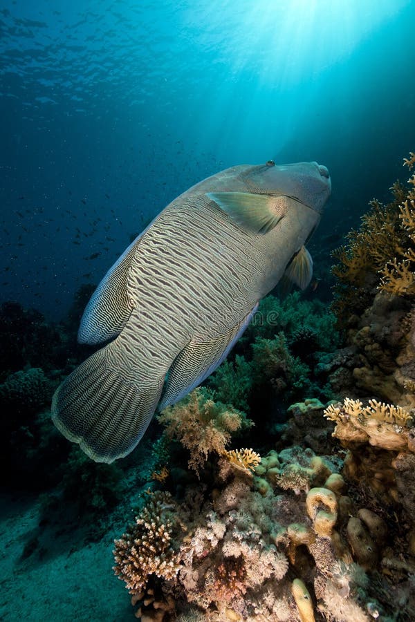 Napoleon wrasse and tropical underwater life.