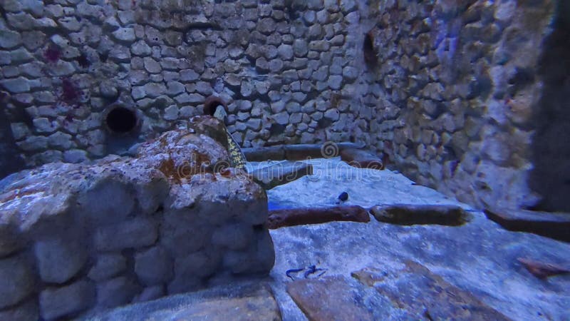 Napoli â€“ Murene nell`acquario della Stazione Zoologica