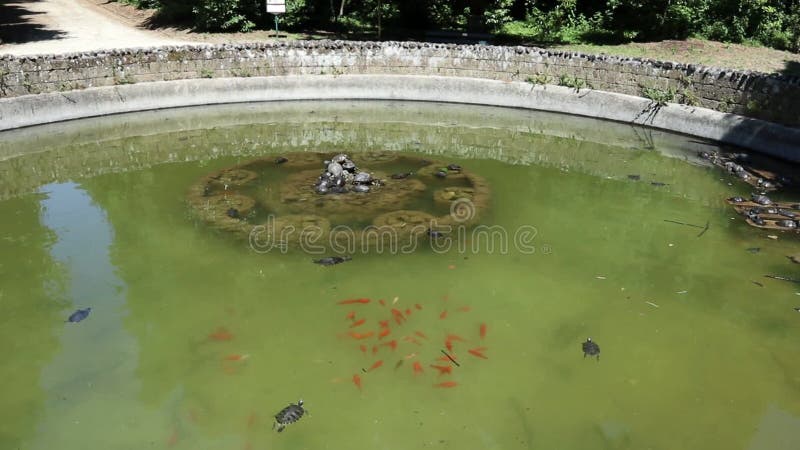 Napoli panoramica della fontana nel réel bosco di capodimonte banque de vidéos