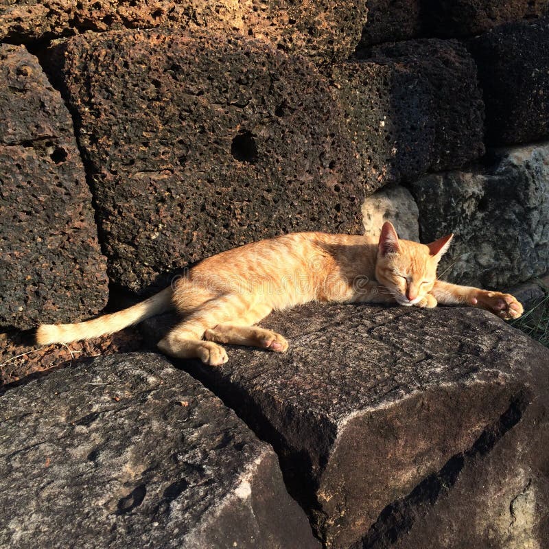 Napping cat on the rock stock image. Image of napping 60795471