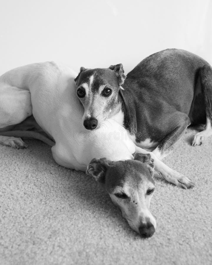 A picture of serenity: two napping greyhounds relax together