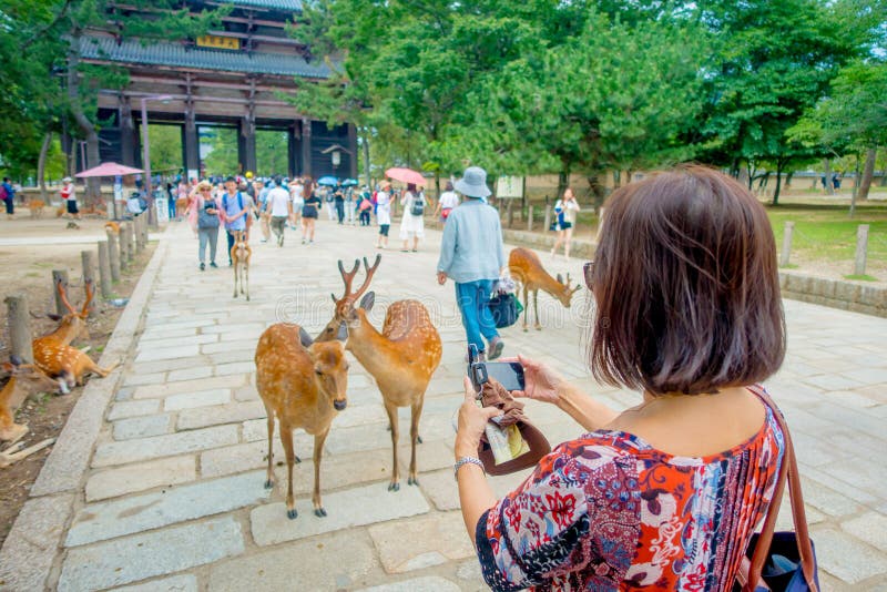 Nara, Giappone - 26 luglio 2017: Donna non identificata che prende un'immagine di un maschio e di una femmina selvaggi dei cervi fotografia stock