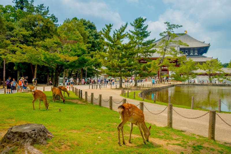 Nara, Giappone - 26 luglio 2017: Gente non identificata che cammina al tempio di Todai-ji con alcuni cervi selvaggi nella parte a immagini stock libere da diritti