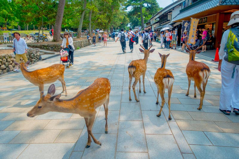 Nara, Giappone - 26 luglio 2017: Gente non identificata che cammina intorno con alcuni cervi selvaggi nel parco di Nara nel Giapp fotografia stock