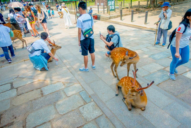 Nara, Giappone - 26 luglio 2017: Gente non identificata che prende immagine di bello cervo selvaggio a Nara, Giappone Nara è un m immagine stock