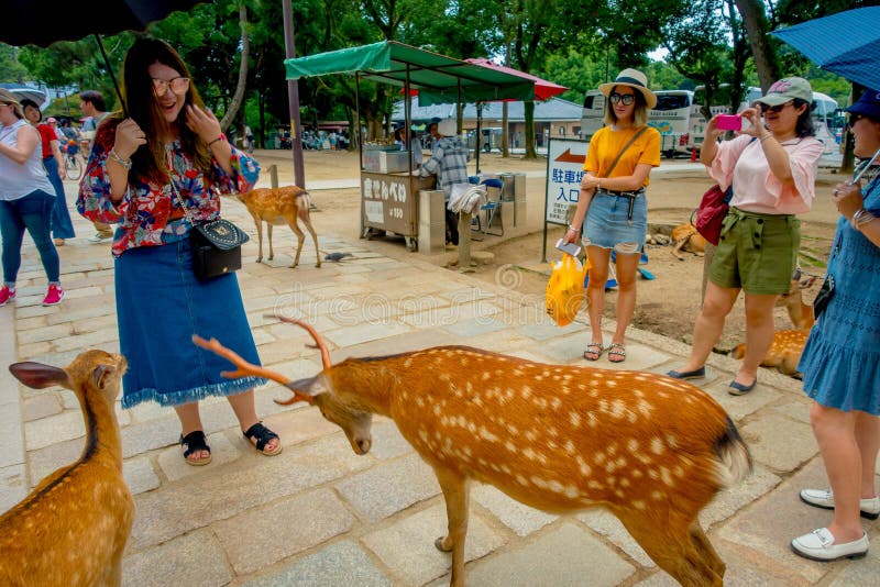 Nara, Giappone - 26 luglio 2017: Gente non identificata che prende le immagini e che gode dei cervi selvaggi a Nara, Giappone Nar fotografie stock