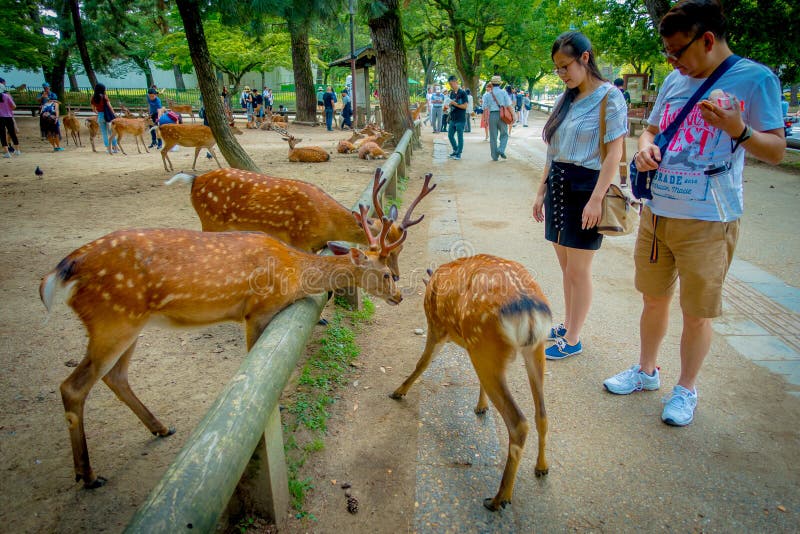 Nara, Giappone - 26 luglio 2017: Gente non identificata che sembra i cervi selvaggi a Nara, Giappone Nara è una destinazione impo immagine stock