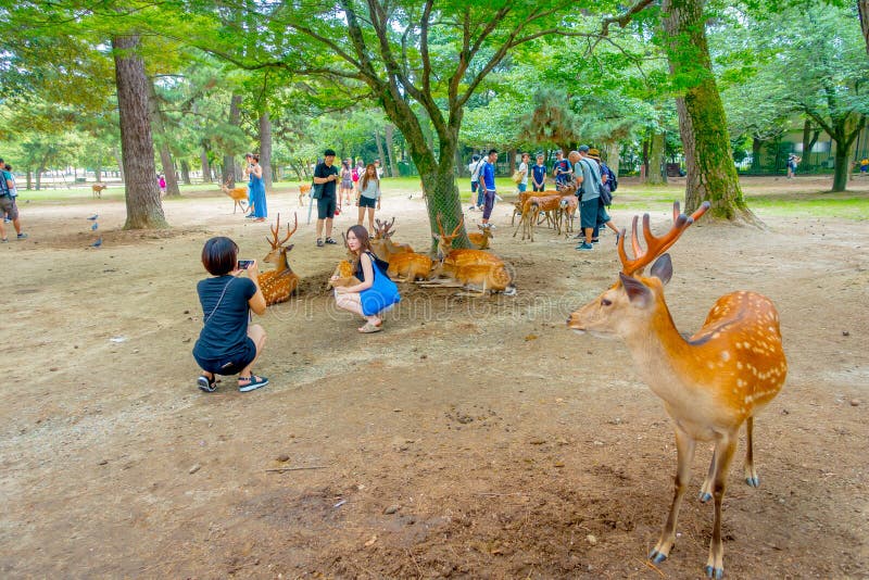 Nara, Giappone - 26 luglio 2017: Ospiti che prendono i picturtes con i cervi selvaggi a Nara, Giappone Nara è un turismo importan immagine stock