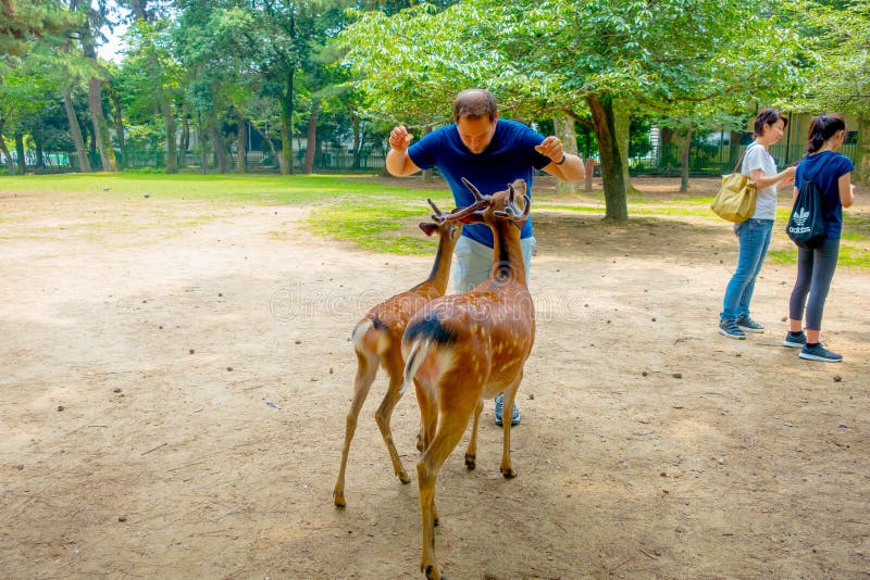 Nara, Giappone - 26 luglio 2017: Uomo non identificato dentro di due cervi selvaggi a Nara, Giappone Nara è un turismo importante fotografia stock libera da diritti