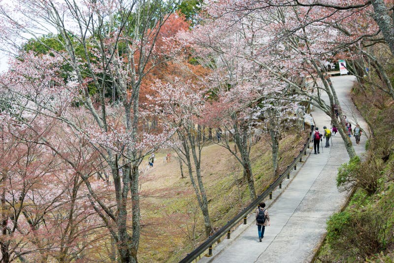 179 Mt Yoshino Cherry Blossom Stock Photos - Free & Royalty-Free Stock ...