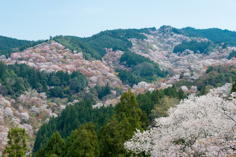 179 Mt Yoshino Cherry Blossom Stock Photos - Free & Royalty-Free Stock ...