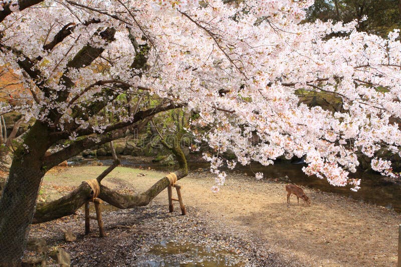 Nara Park,Japan