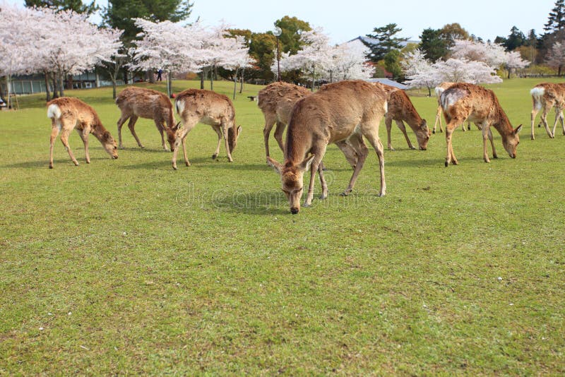 Nara Park,Japan