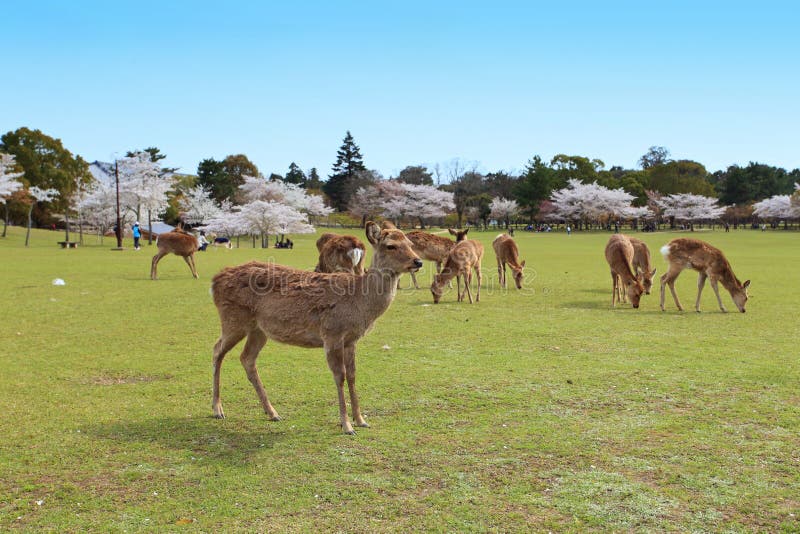 Nara Park,Japan