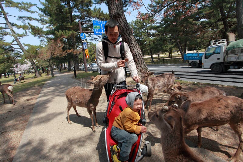 Nara Park, Japón fotos de archivo Nara Park, Japón fotos de archivo