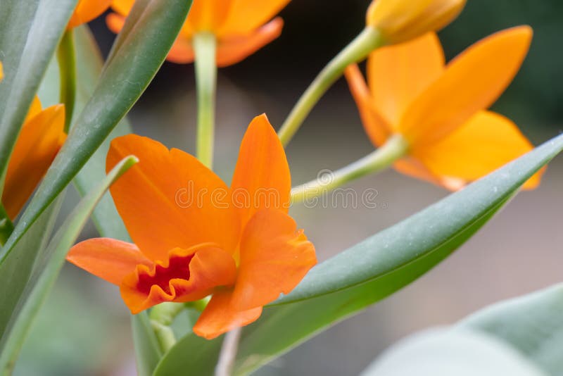 Naranja Cattleya Orquídea Guarianthe Aurantiaca Naranja Flor Foto de  archivo - Imagen de anaranjado, lluvia: 215675236