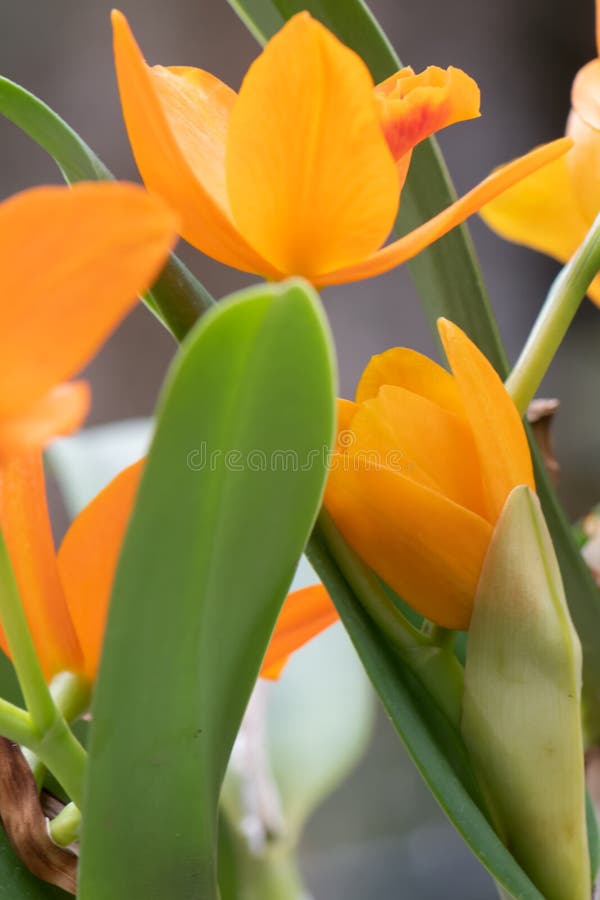 Naranja Cattleya Orquídea Guarianthe Aurantiaca Floreciente Flor Foto de  archivo - Imagen de brillante, flores: 215675208