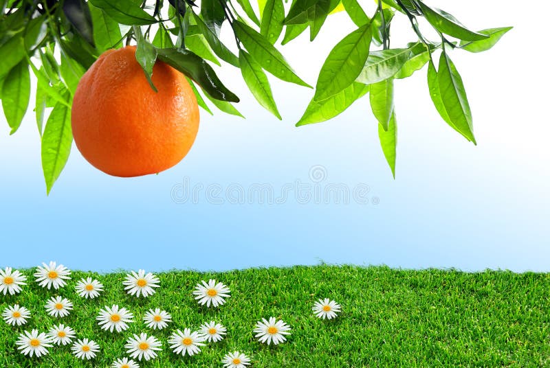 Naranja del resorte fotografía de archivo Naranja del resorte fotografía de archivo