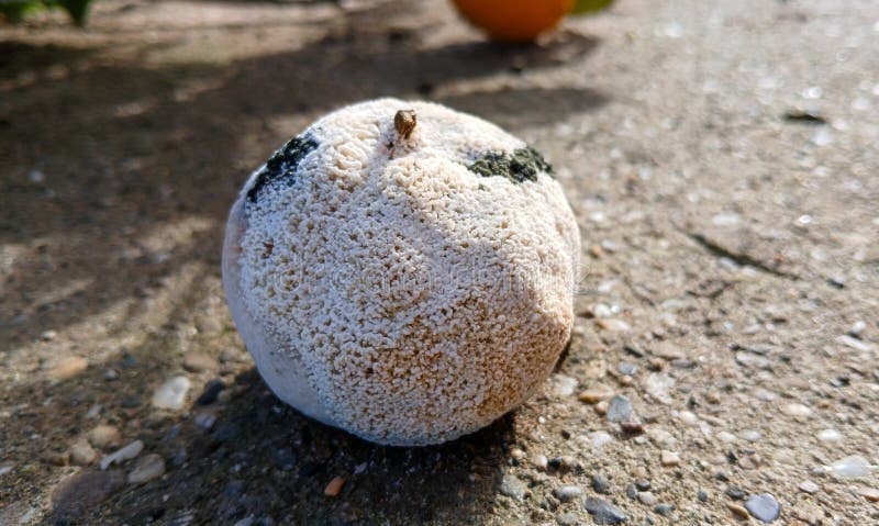 Naranja podrida fotografía de archivo libre de regalías