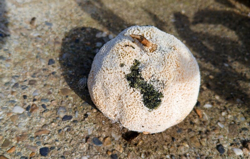 Naranja podrida imagen de archivo