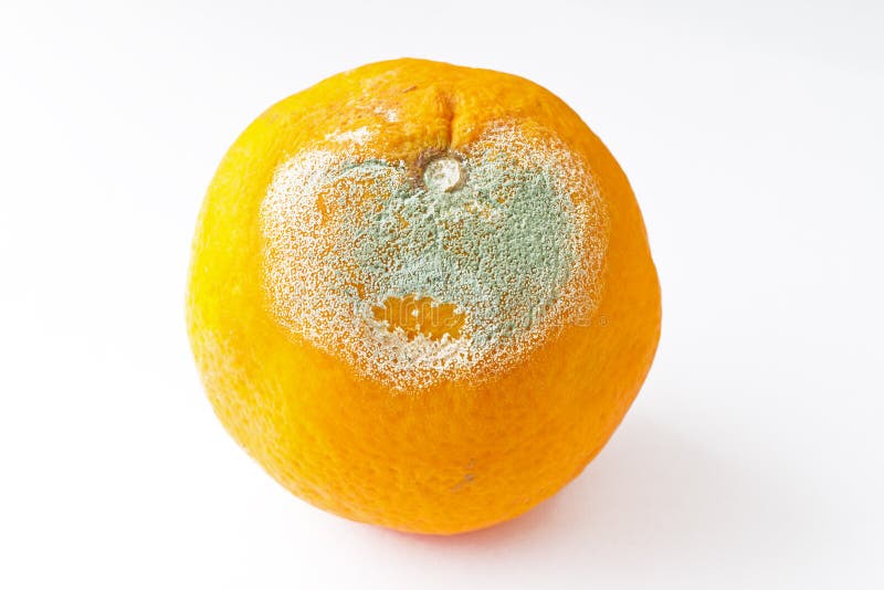 Naranja podrida fotografía de archivo libre de regalías