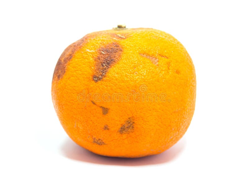 Naranja podrida imágenes de archivo libres de regalías