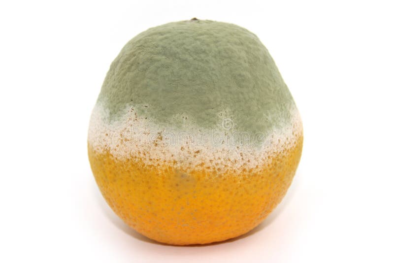 Naranja podrida fotografía de archivo