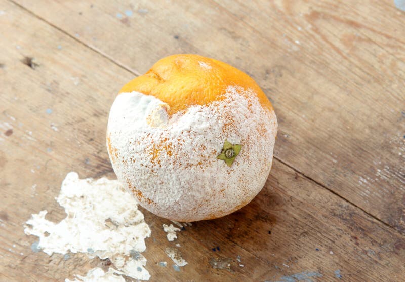Naranja putrefacta fotografía de archivo