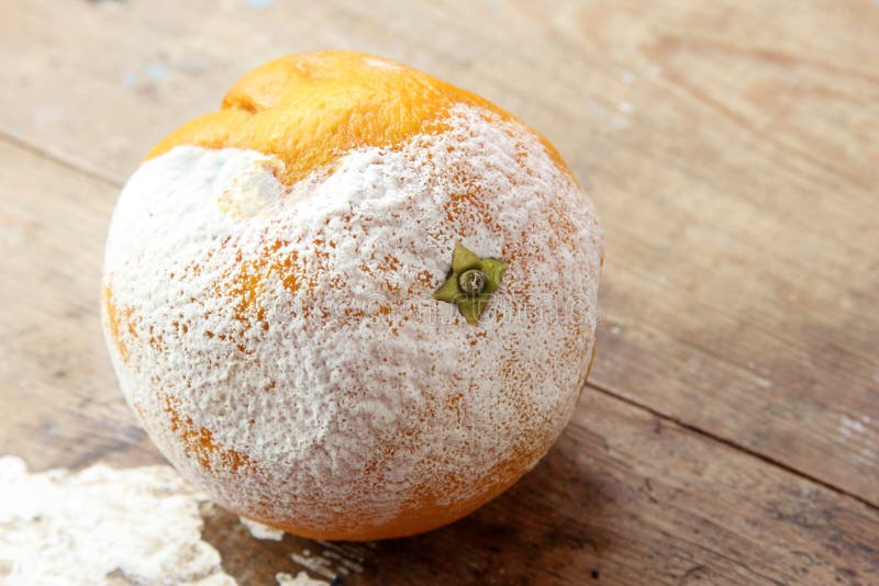 Naranja putrefacta foto de archivo libre de regalías