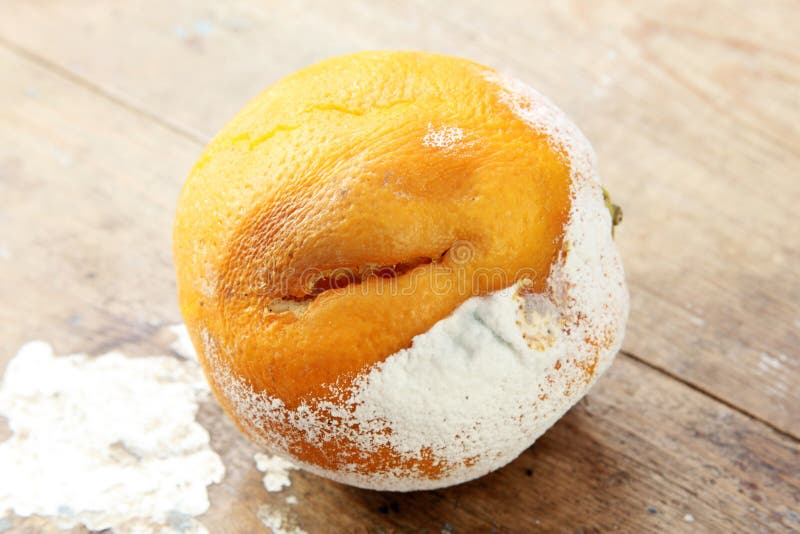 Naranja putrefacta fotos de archivo