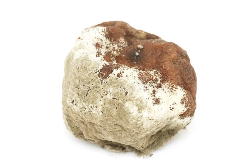 Naranja putrefacta aislada imágenes de archivo libres de regalías