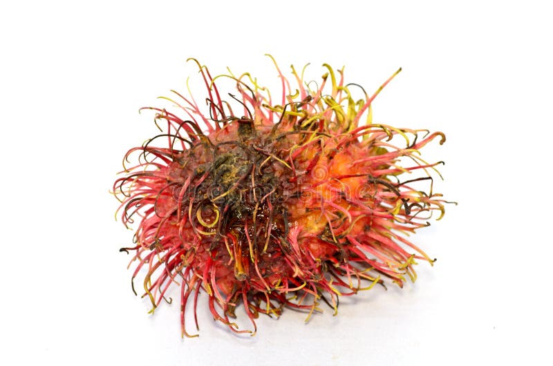 Naranja putrefacta aislada fotografía de archivo