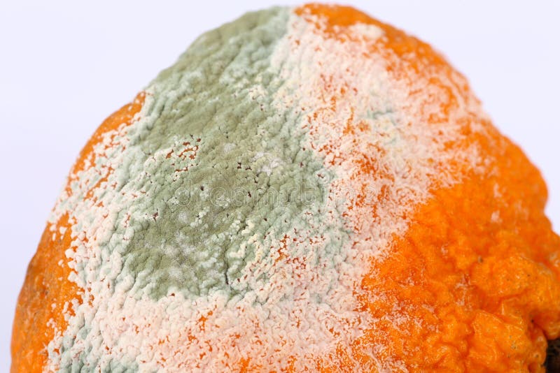 Naranja putrefacta mohosa fotos de archivo libres de regalías