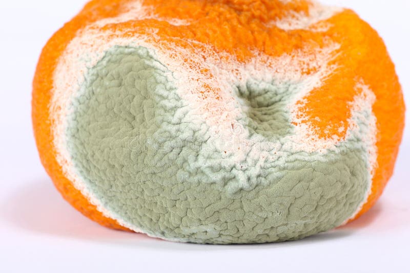 Naranja putrefacta mohosa fotos de archivo