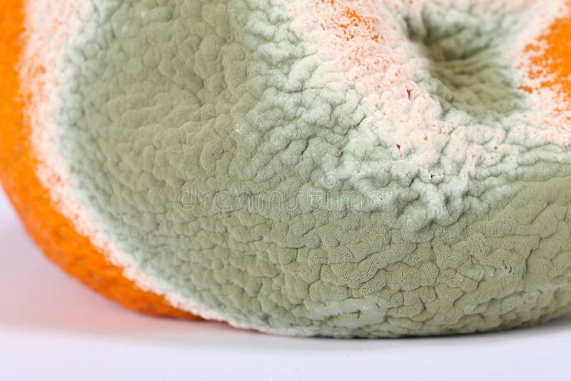 Naranja putrefacta mohosa foto de archivo