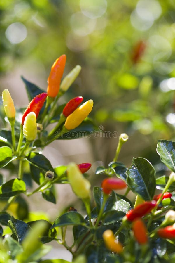 Naranja roja colorida brillante y pimientas de Tabasco amarillas fotografía de archivo Naranja roja colorida brillante y pimientas de Tabasco amarillas fotografía de archivo