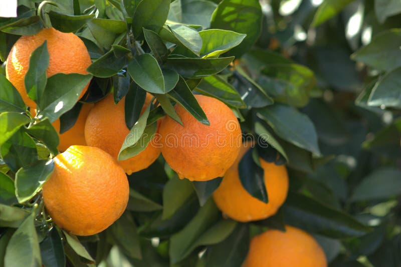 Naranja, árbol anaranjado de la rama fotografía de archivo libre de regalías Naranja, árbol anaranjado de la rama fotografía de archivo libre de regalías