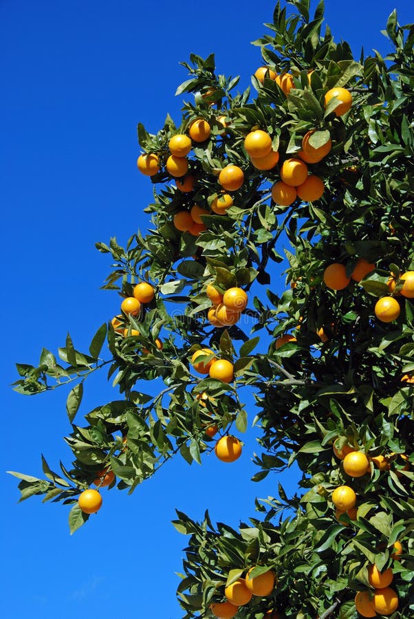 Naranjas de Sevilla maduras en un árbol, España foto de archivo Naranjas de Sevilla maduras en un árbol, España foto de archivo