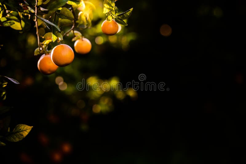 naranjas maduras cargadas de vitaminas colgadas del naranjo en una plantación al atardecer con vigas de sol en el fondo en primav imagen de archivo naranjas maduras cargadas de vitaminas colgadas del naranjo en una plantación al atardecer con vigas de sol en el fondo en primav imagen de archivo