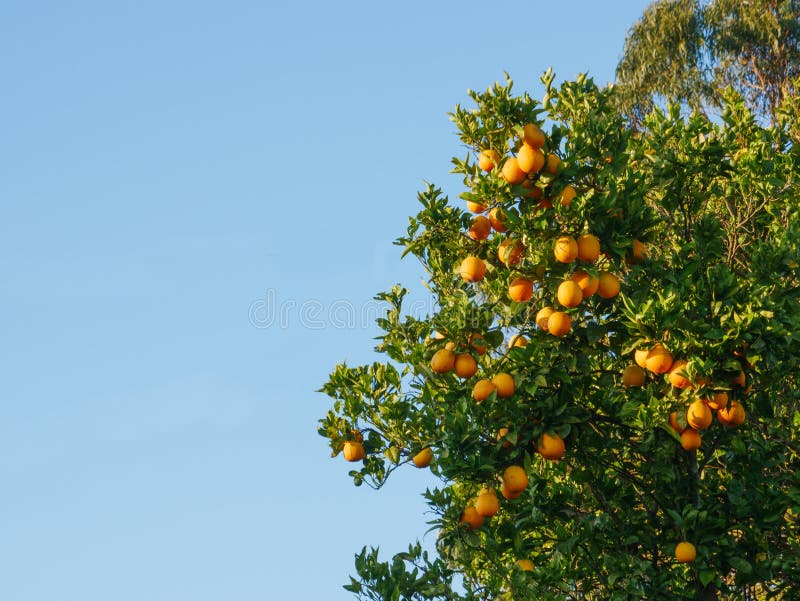 Naranjas maduras frescas en árbol en Portugal con el espacio de la copia en izquierda fotos de archivo Naranjas maduras frescas en árbol en Portugal con el espacio de la copia en izquierda fotos de archivo