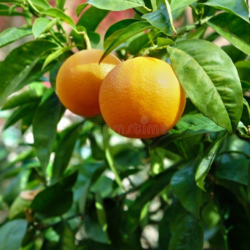 Naranjas maduras que crecen la huerta Sevilla España del árbol imagen de archivo Naranjas maduras que crecen la huerta Sevilla España del árbol imagen de archivo