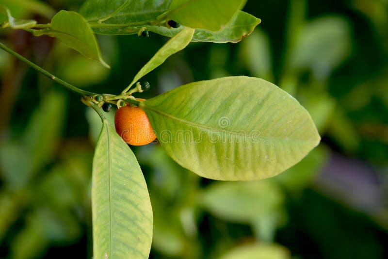 Naranjas minúsculas que ceban en el árbol fotografía de archivo libre de regalías Naranjas minúsculas que ceban en el árbol fotografía de archivo libre de regalías