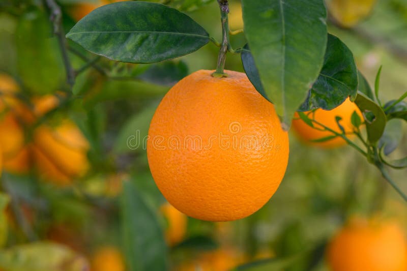 orange tree branches with ripe juicy fruits. natural fruit background outdoors.3. orange tree branches with ripe juicy fruits. natural fruit background outdoors.3